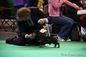 Crufts2011_2 542